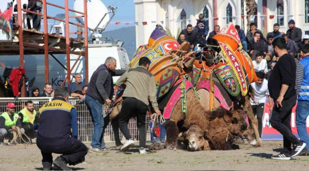 Develer güreşti, sahipleri kavga etti