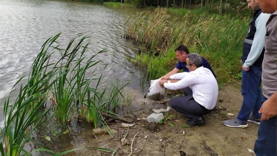 D�zce'deki g�l ve g�letlere yavru sazan bal�klar� b�rak�ld�