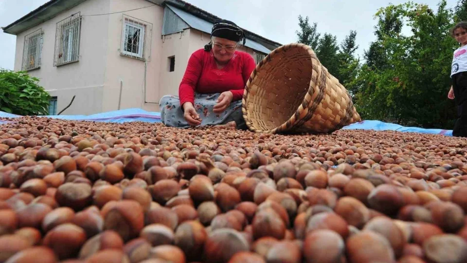 D�zce'den AB �lkelerine 5 bin 291 ton f�nd�k ihra� edildi