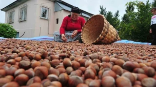 Düzce'den AB ülkelerine 5 bin 291 ton fındık ihraç edildi
