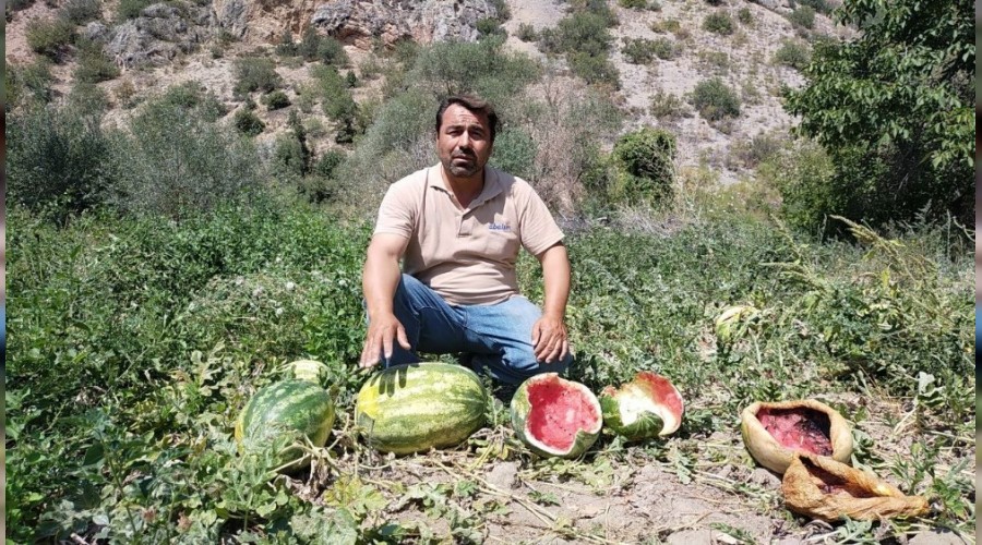 Ekili arazilere bu kez köpekler zarar verdi