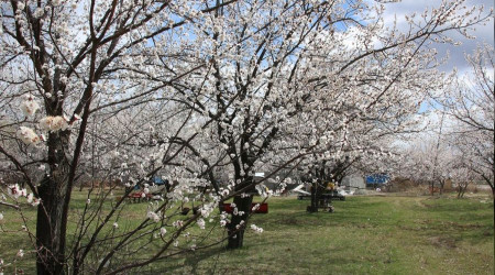 Elazığ'da çiçek açan kayısı ağaçlarını don vurdu