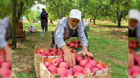 Elma dalında 1.5 lira markette 6 lira