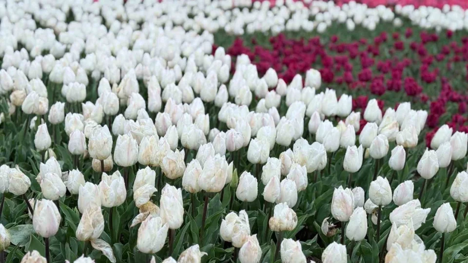 Emirgan Korusu'nda lale festivali ba�lad�