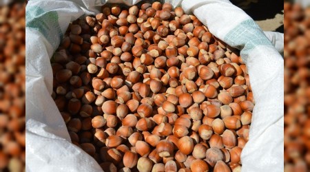 En çok fındık Sakarya'da satıldı