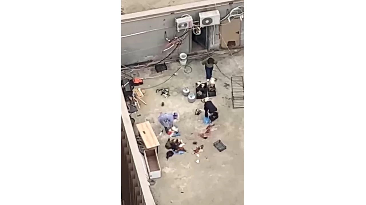 Esenyurt'ta apartman �at�s�nda tavuk kesimi