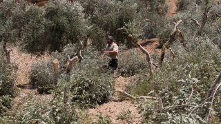 Filistin topraklar�n� gasbeden �srailliler, Ramallah kentinde 200 zeytin a�ac�n� s�kt�