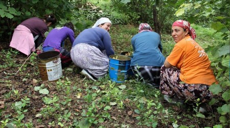  'Fndk daldan deil yerden toplanmal'