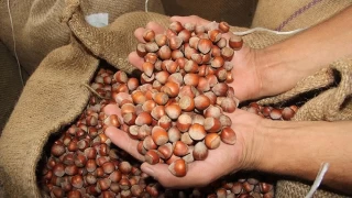 Fındık ihracatı dört nala