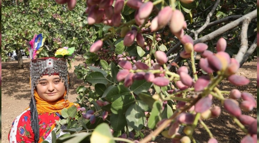 Gastroantep, fıstık hasadı ve şire yapımıyla başladı