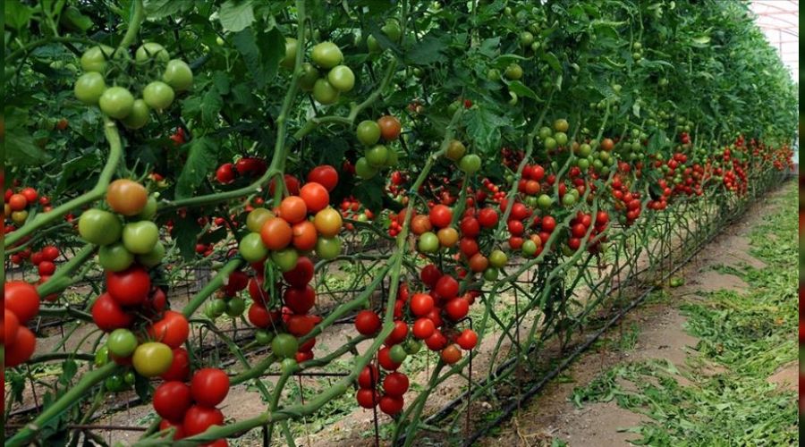 Girdi maliyetleri çiftçinin baş belası