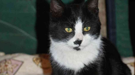 Göz bebeği yeşil kedi dikkat çekiyor