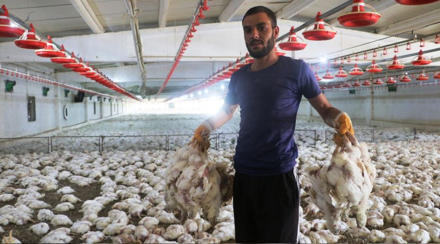Havasız kalan 35 bin tavuk telef oldu