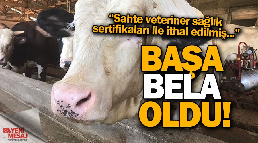 Hayvan ithalat� ba�a bela oldu