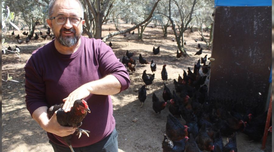 Hobi olarak ba�lad�, �imdi 600 yumurta �retiyor