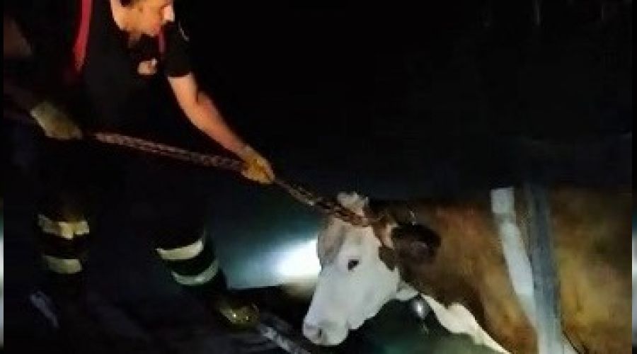 İnek yangın söndürme havuzuna düştü