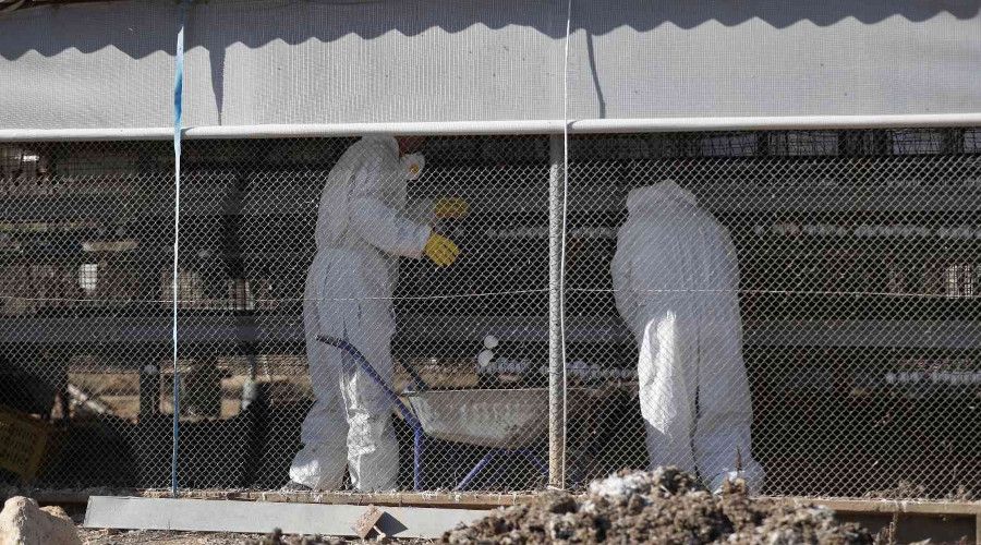 İsrail'de 18 bin 700 tavukta daha kuş gribi tespit edildi
