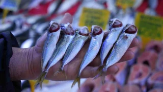 İstavritin kilosu 70 TL'ye düştü