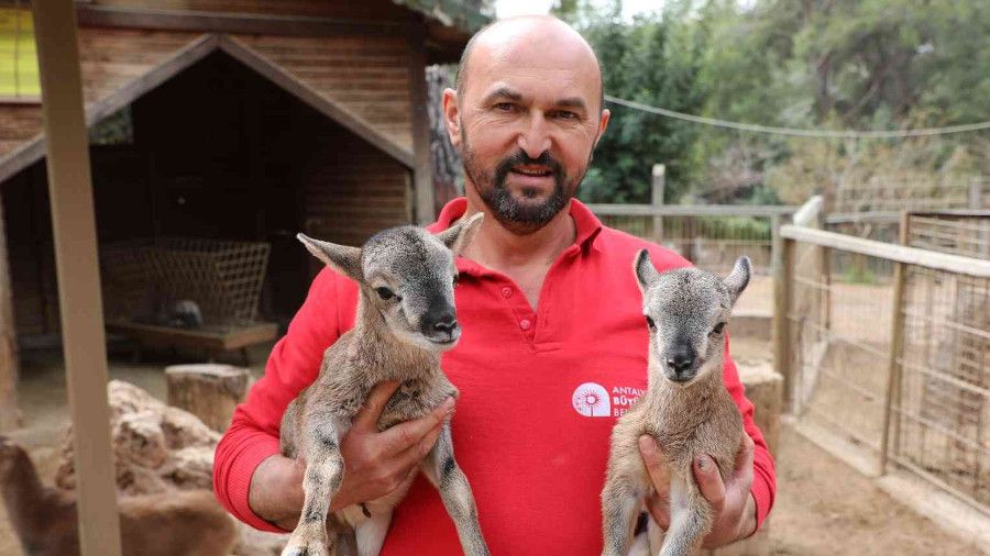 Kanguru ve lemur yavruları ziyaretçi çekiyor