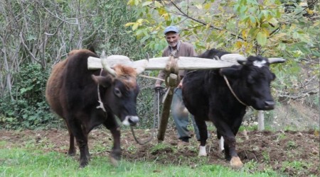 Kara saban ve öküzler çiftçinin imdadına yetişiyor