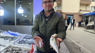 Karadeniz'de 300 gramlk mezgit yakaland