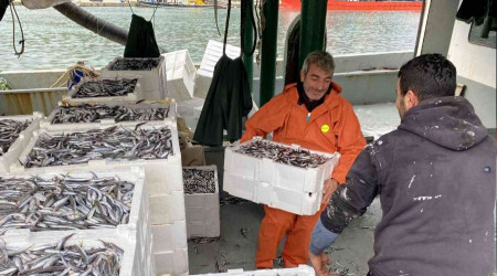Karadeniz'de hamsi bereketi