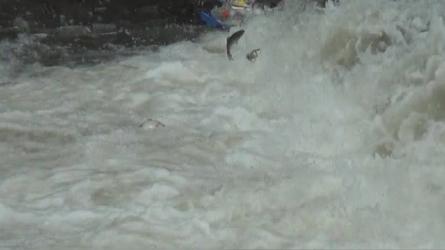 Kars'ta balıkların 'ölüm' göçü başladı