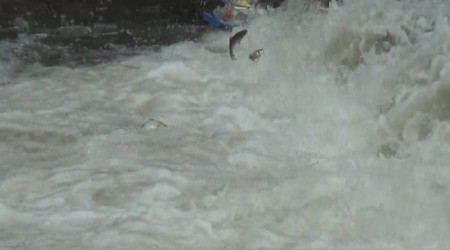 Kars'ta balıkların 'ölüm' göçü başladı