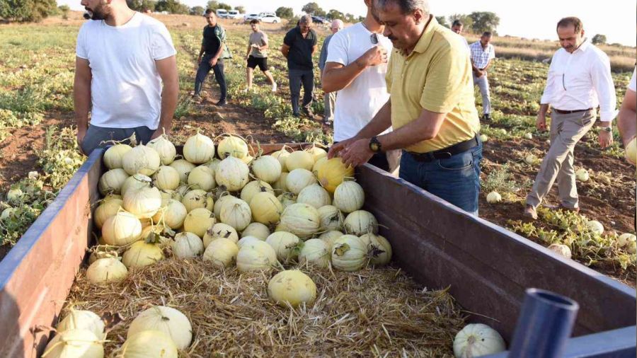 Kavun diyarında hasat yapıldı