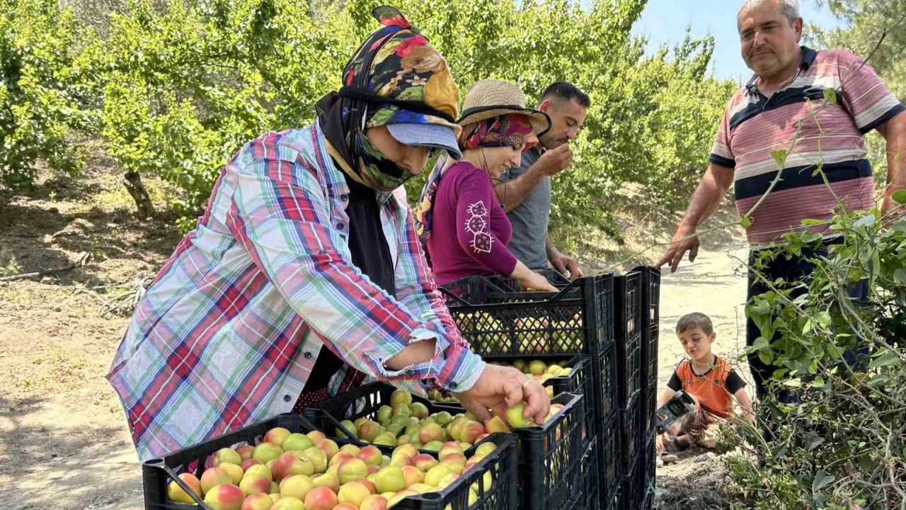 Kay�s� tarladan 25 TL ile 30 TL aras�nda al�c� buluyor