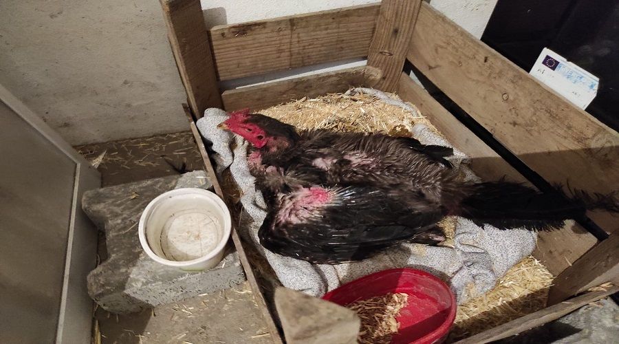 Kesmek için aldığı horoz kuluçkaya yattı
