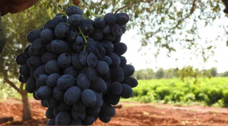 Kilis'te üzüm hasadı başladı