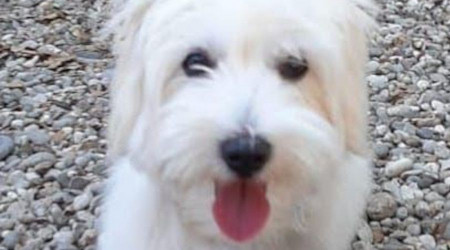 Köpeğin yuttuğu çorap endoskopiyle çıkartıldı