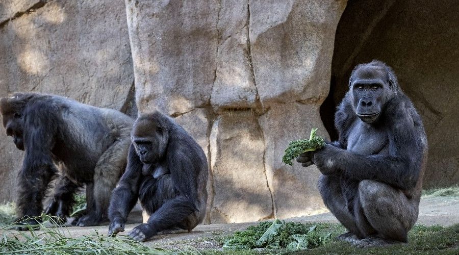 Korona vir�s ilk kez gorillerde tespit edildi