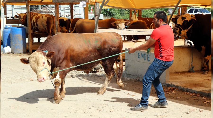 Kurbanlık fiyatları yüzde 8 artabilir