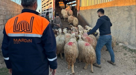 Mardin'de depremzede çiftçilere canlı hayvan desteği