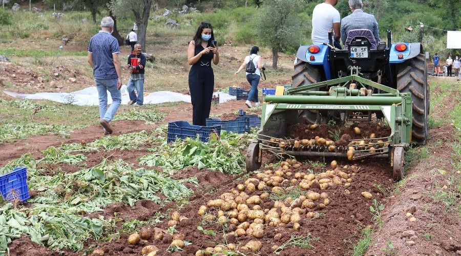Marmaris Belediyesi'nin tarlalarında patates hasadı yapıldı