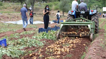 Marmaris Belediyesi'nin tarlalarında patates hasadı yapıldı