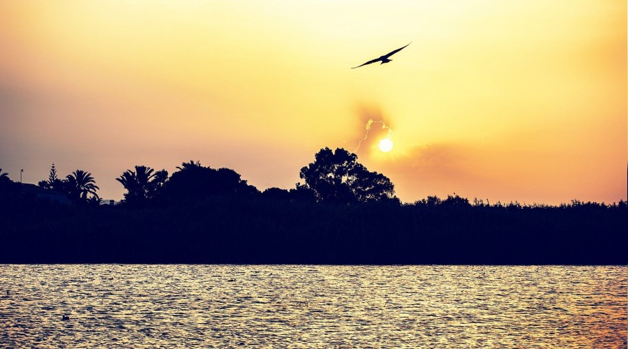 �Meyil ve ra�betim Sanad�r�