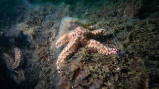 Msilaj deniz canllarna zararl