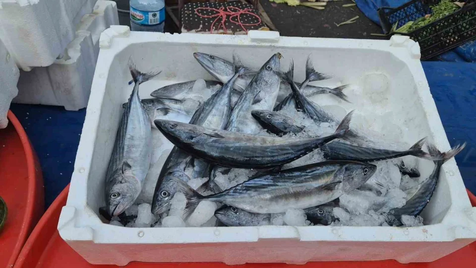 Palamut, fırtınaya rağmen tezgâhların gözdesi
