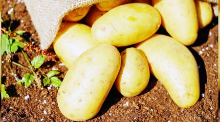 Patates ithalatında gümrük vergisi sıfırlandı