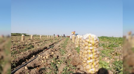 Patates ve soğanda ihracat iznine tepki