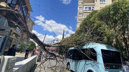 Pendik'te ağaç seyir halindeki minibüsün üzerine devrildi