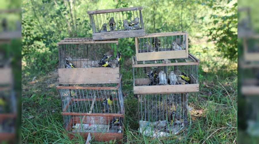 Saka ku�u avlayan ki�iye 26 bin lira ceza