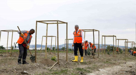 Sakarya'da ilk kez avokado fidan toprakla bulutu