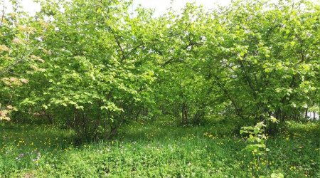Samsun Ordu'yu geçerek 1. sıraya yerleşmeye hazırlanıyor