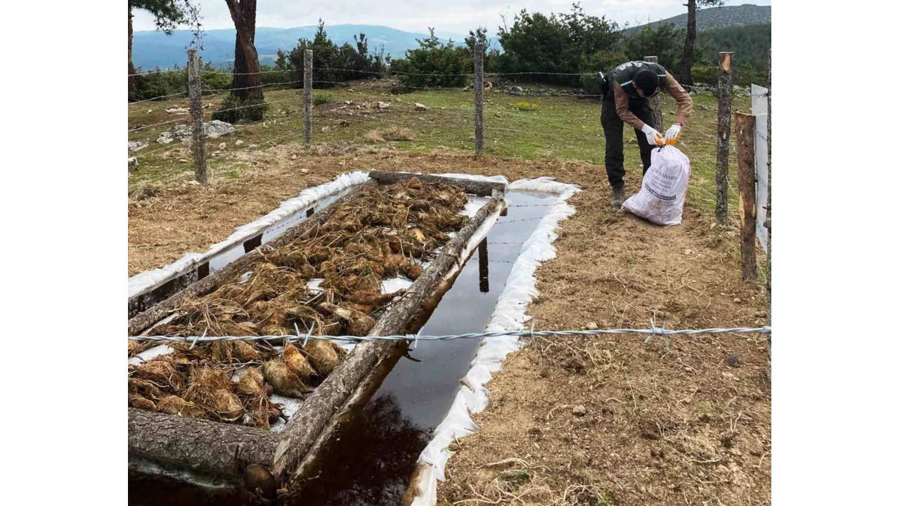 Samsun'da �am ormanlar� tehdit alt�nda