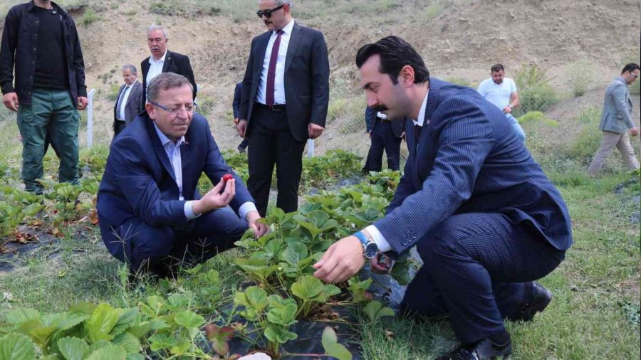 Şefaatli'de 10 köyde çilek bahçeleri kurulacak