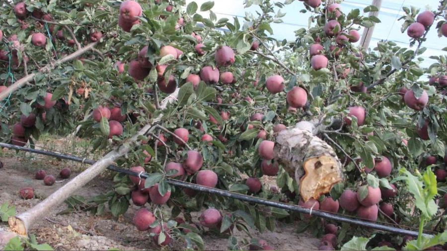 Şiddetli yağış binlerce elma ağacını kökünden kırdı